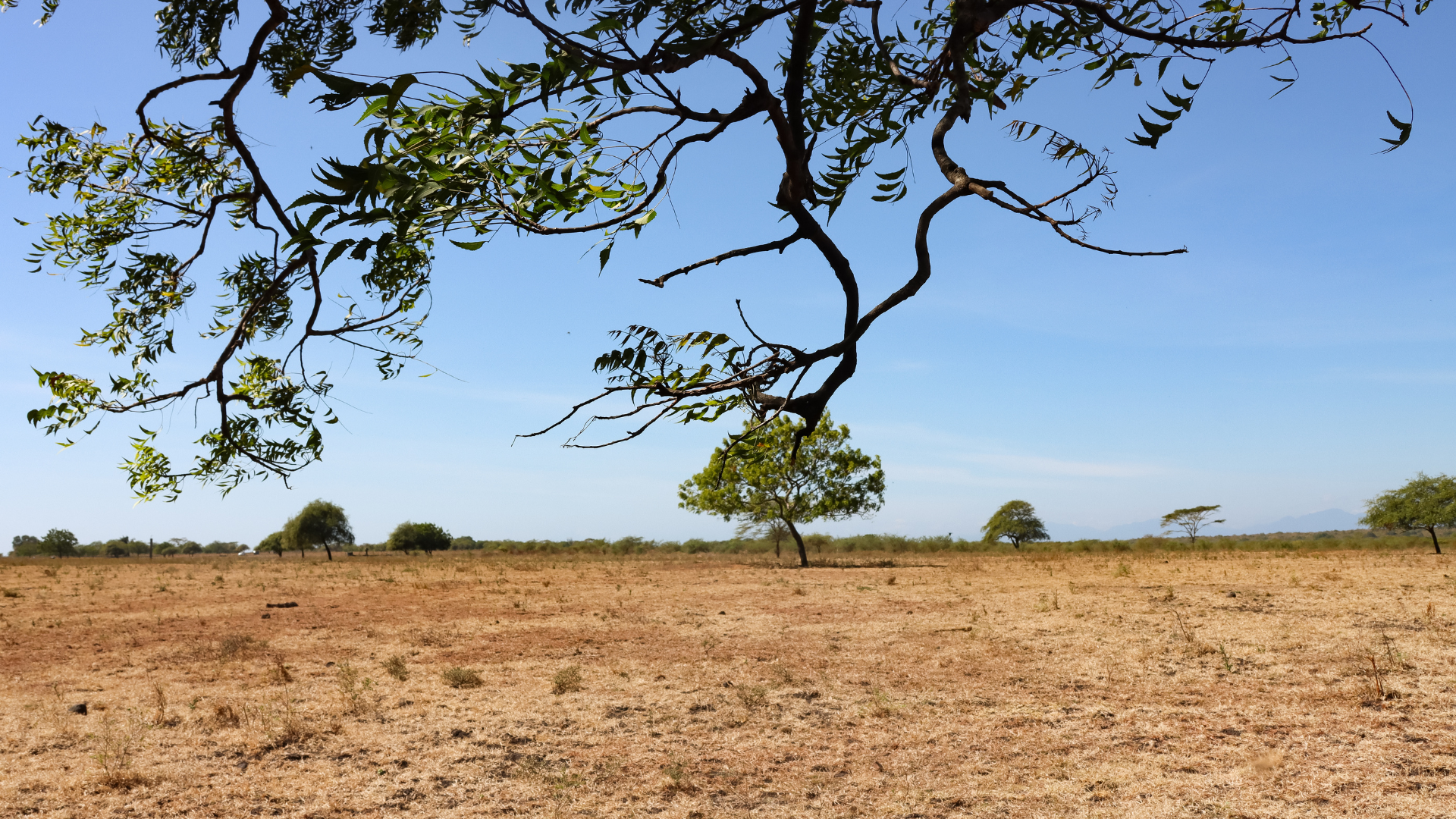 mainbanyuwangi_com baluran savannah